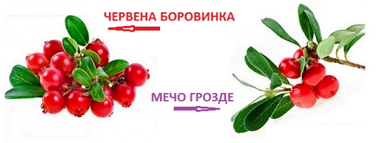 chervena-borovinka-05
