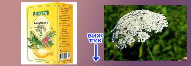 Kakvo Lekuva Byal Ravnec Polzi Vredi 02