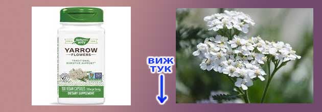 Kakvo Lekuva Byal Ravnec Polzi Vredi 04