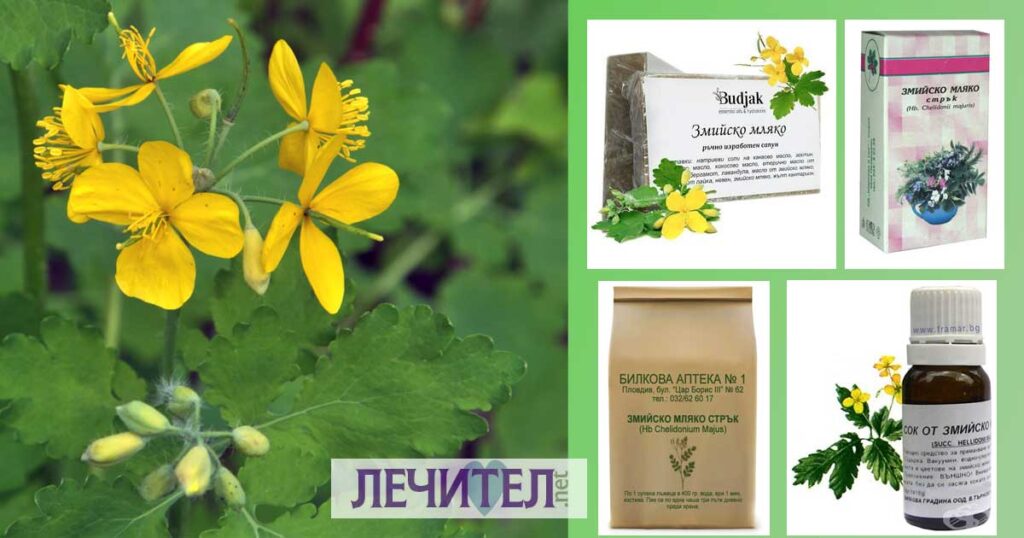 Спиртен извлек от билка змийско мляко с ракия. Какво лекува? Змийско мляко за очи. Домашен мехлем и масло от растението.