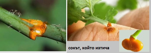 сок от змийско мляко чистотел