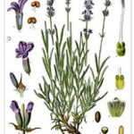 lavandula polzi 011