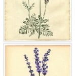 lavandula polzi 012