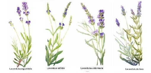 lavandula-polzi-021