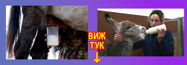 как се пие магарешко мляко 3