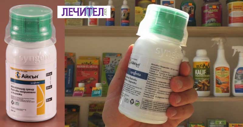 Карантинен срок и Айкън на Синджента
