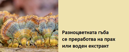 Кориолус гъба медицинска 01