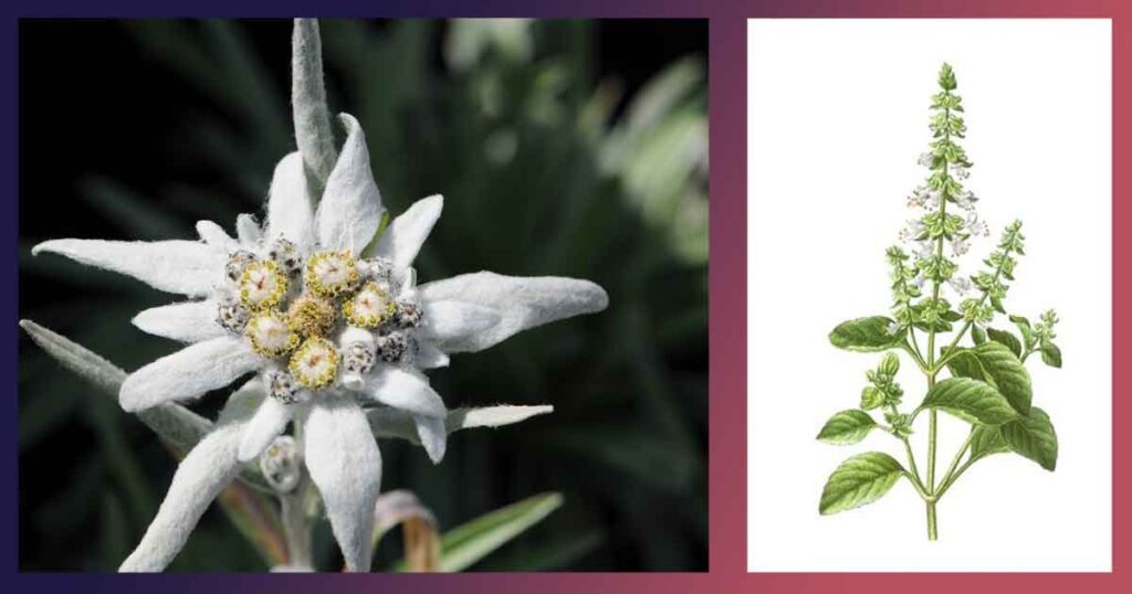 Хората намирали в природата лек за всичко - розова вода за кожата, лавандула за безсъние, бъз за имунитет. Авицена и Хипократ